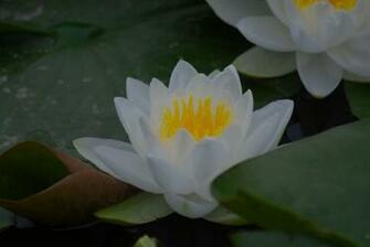 White And Pink Lotus Flower Wallpaper Pictures