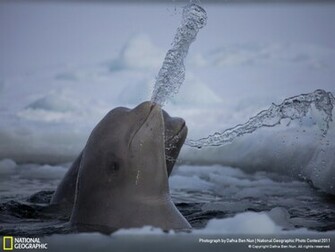 Beluga Whale Wallpaper