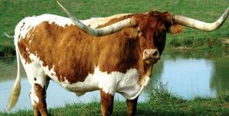 Longhorn Cattle Computer Wallpaper Desktop Background