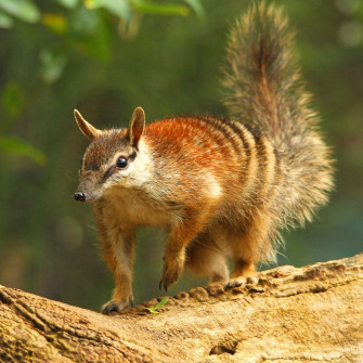 World Numbat Day Wallpaper