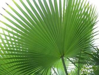 Tropical Palm Leaves Fan Leaf Example