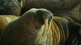 Animal Walrus Wallpaper