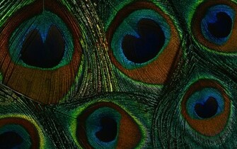 Peacock Feather Wallpaper
