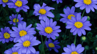 Daisy Wallpaper HD