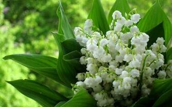 Lily Of The Valley Wallpaper