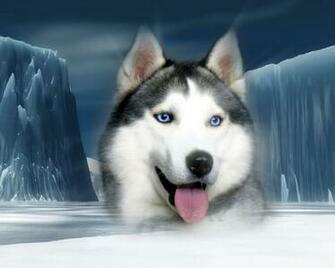 Siberian Husky Dogs Wallpaper
