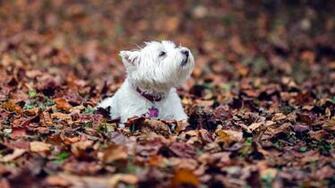 Westie Dog HD Wallpaper Wallpaperfx
