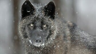 Gray Wolf Wallpaper