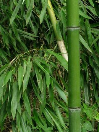 Bamboo Wallpaper HD Topwallpaper