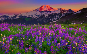 Wildflowers Wallpaper