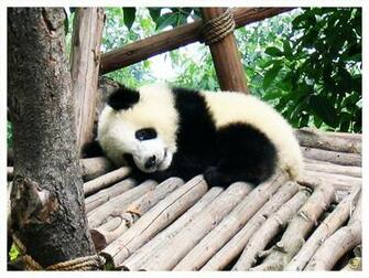 Cute Baby Panda Wallpaper Image Pictures Becuo