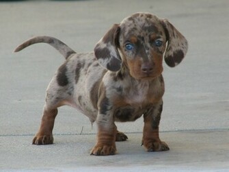 Weiner Dog Pictures Wallpaper HD Fine