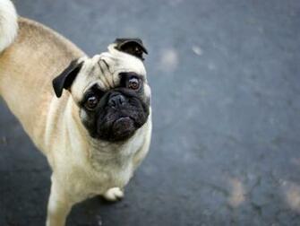 Pug Wallpaper Full Desktop Background