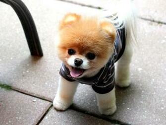 Boo Dog Wallpaper HD