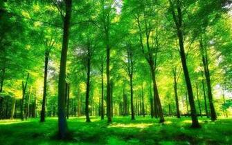 Magic Forest Is A Cool Live Wallpaper In Which Beautiful