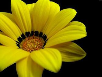 Great Yellow Flower Wallpaper HD