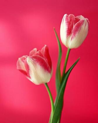 Vertical Screen Flowers Ii Vol