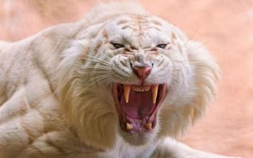 Angry White Tiger Wallpaper