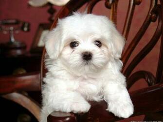 Baby Dog Wallpaper Picture Photo