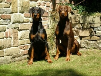Doberman Pinscher Wallpaper HD Animal Planet