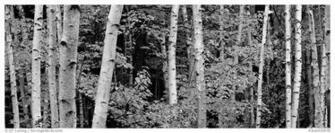 Tree Wallpaper Wall Birch Silhouette