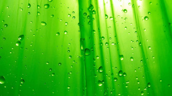 Green Background