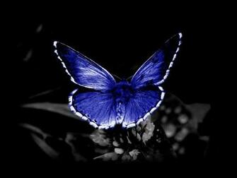Cool Butterfly Wallpaper