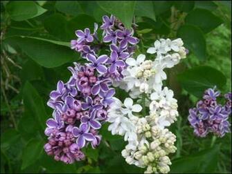 White And Purple Lilacs Wallpaper