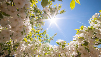 White Flowers Spring 4k Wallpaper