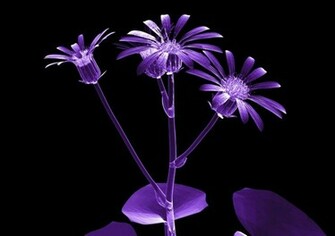 Wallpaper For HD X Ray Flower