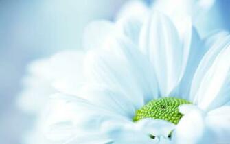 White Flower Background Wide Wallpaper In Flowers Plants
