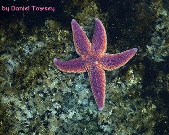 Starfish Wallpaper
