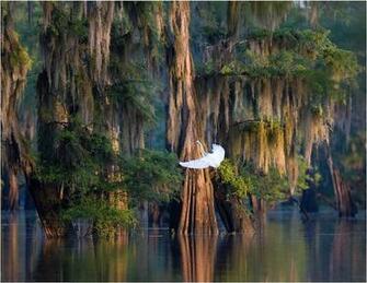 Louisiana Atchafalaya Swamp Wallpaper