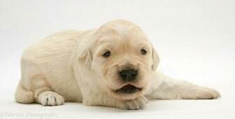 Baby Dog Wallpaper Golden
