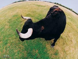 Up Animal Photos Goofy Farm Animals Funny Farmyard Wallpaper