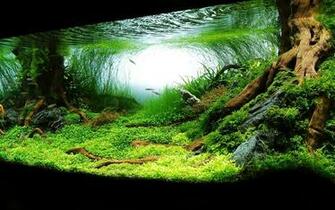 Aquascape Ideas Wallpaper