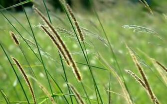 Tag Tall Grass Wallpaper Background Photos Image And Pictures