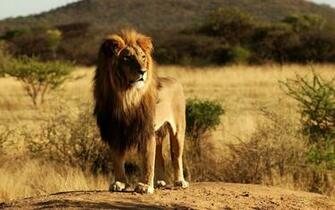 Mac Os X Lion Ps3 Wallpaper 1080p HD Background