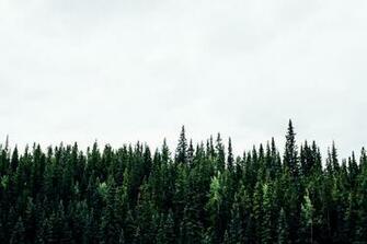 Canadian Treeline Wallpaper And Background