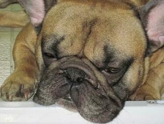 All HD Image French Bulldog Wallpaper