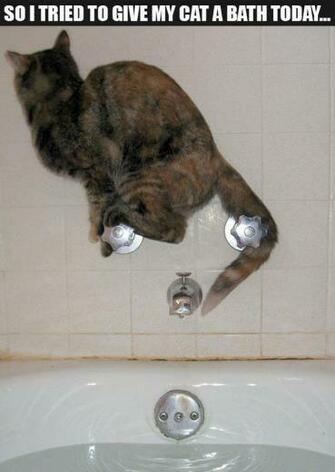 Wallpaper Funny Animal Pictures With Captions Photos Pics