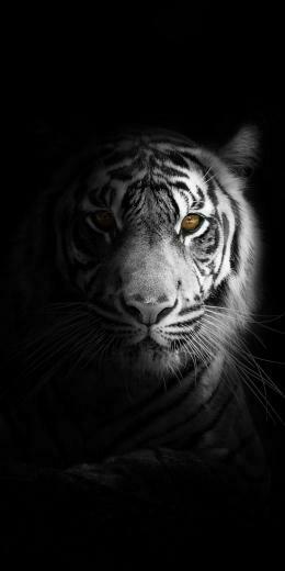 Portrait Minimal White Tiger Dark Wallpaper