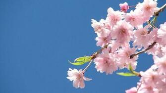 Happy First Day Of Spring Cherry Blossoms Flower