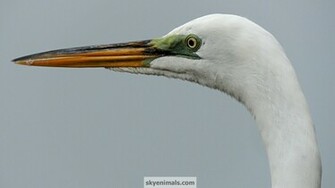 Heron And Egret Wallpaper Image