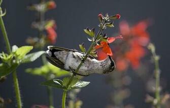 Wallpaper Hummingbird Bird Flower Nectar Animals