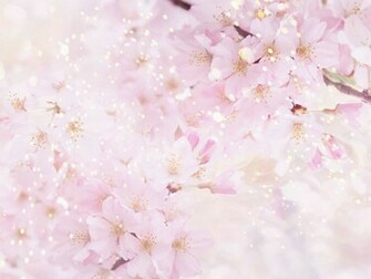 Pink Cherry Blossoms Wallpaper Flowers Light Colored