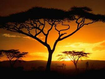 Safari Wallpaper