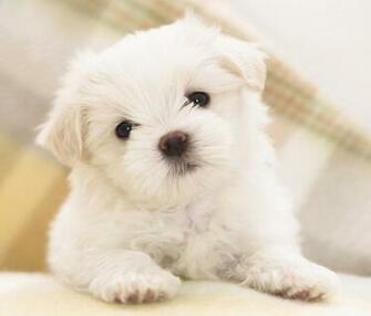 Cute Dog Wallpaper Screensaver Pre Id
