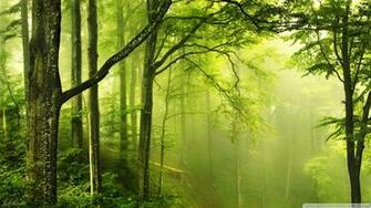Beautiful Green Forest 4k HD Desktop Wallpaper For Ultra