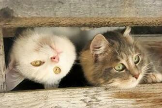 Cats Animals Wallpaper HD Desktop
